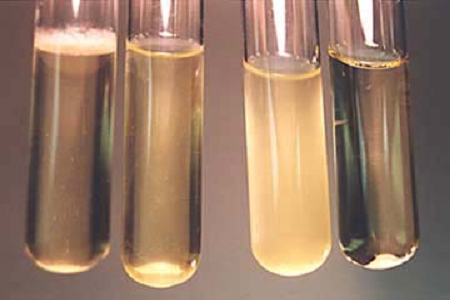 Babio গ্লোবাল মাইক্রোবায়োলজি ল্যাবগুলির জন্য উচ্চ-পারফরম্যান্স ব্রেন হার্ট ইনফিউশন ব্রোথ চালু করেছে