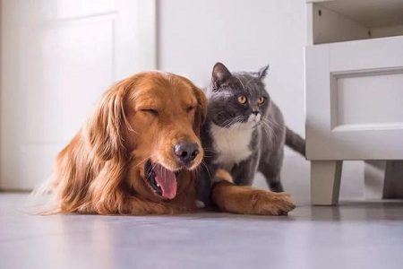 Babio পোষা প্রাণীদের মধ্যে দ্রুত টক্সোপ্লাজমা অ্যান্টিবডি সনাক্তকরণের জন্য TOXO Ab টেস্ট কিট চালু করেছে