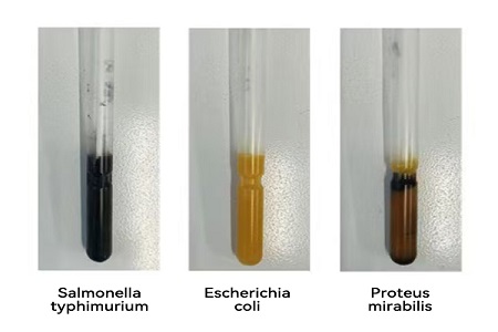 BABIO নির্ভরযোগ্য গ্লোবাল মাইক্রোবিয়াল নমুনা স্থানান্তরের জন্য উচ্চ-পারফরম্যান্স ট্রান্সপোর্ট মিডিয়াম (এসএস টাইপ) চালু করেছে