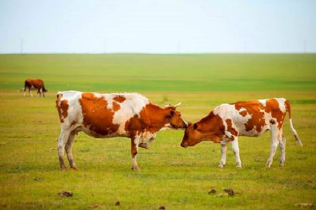 BABIO আধুনিক গবাদি পশু পালনের জন্য উচ্চ-সংবেদনশীলতা বোভাইন প্রেগন্যান্সি র্যাপিড টেস্ট কিট চালু করেছে