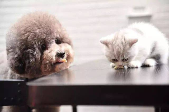 ইউরোপ, আমেরিকা, আফ্রিকা এবং দক্ষিণ-পূর্ব এশিয়ায় ক্রমবর্ধমান চাহিদাকে সমর্থন করার জন্য BABIO গ্লোবাল-রেডি পেট টেস্ট কিট চালু করেছে