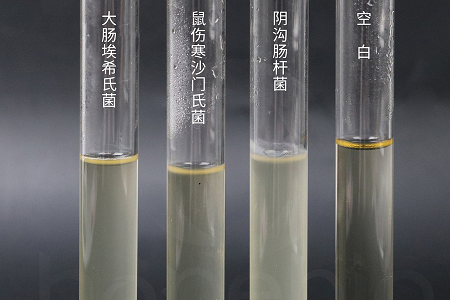 Babio বায়োটেকনোলজি নির্ভরযোগ্য মাইক্রোবিয়াল সংস্কৃতির জন্য উচ্চ-পারফরম্যান্স ব্রেন হার্ট ইনফিউশন ব্রথ চালু করেছে