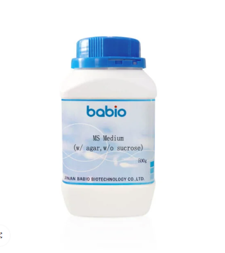 এমএস মিডিয়াম